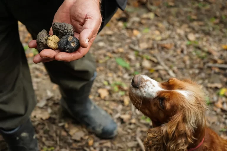 Truffle Experience Villa Pianoia - Stay in Val d’Orcia Tuscany